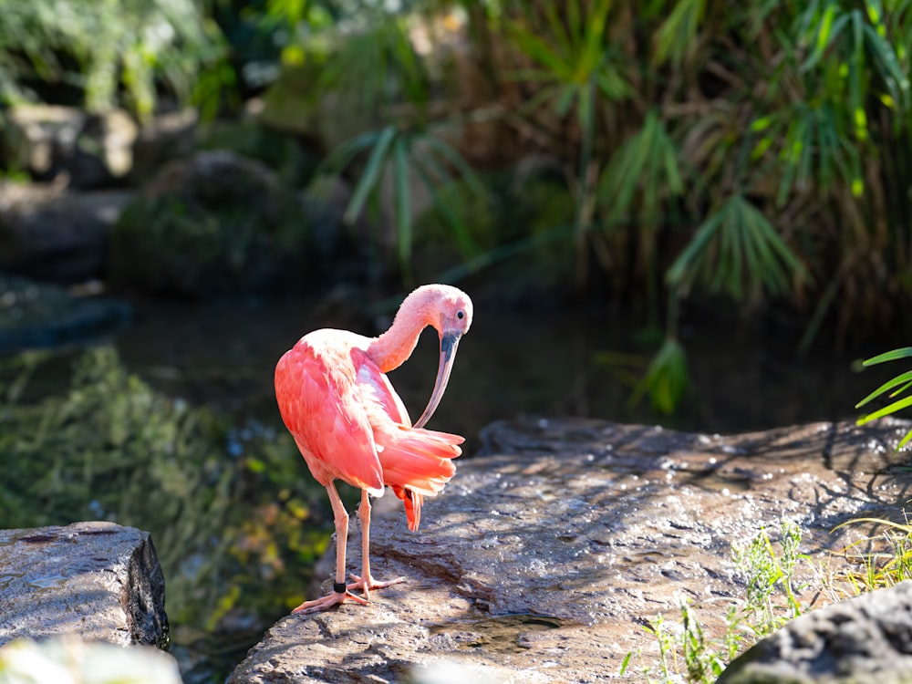 a pink flamingo standing on a rock next to a body of water