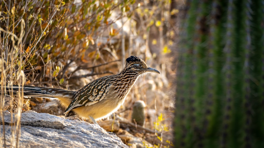 a brown and white bird standing on a rock