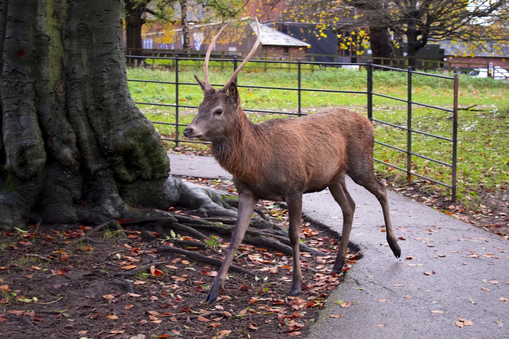 a deer standing next to a tree on a sidewalk