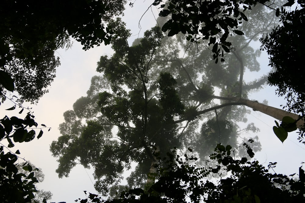 a view of the top of a tree from below