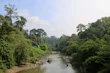 a river running through a lush green forest
