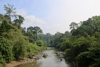 A peaceful river flowing through a lush neotropical forest at sunrise.