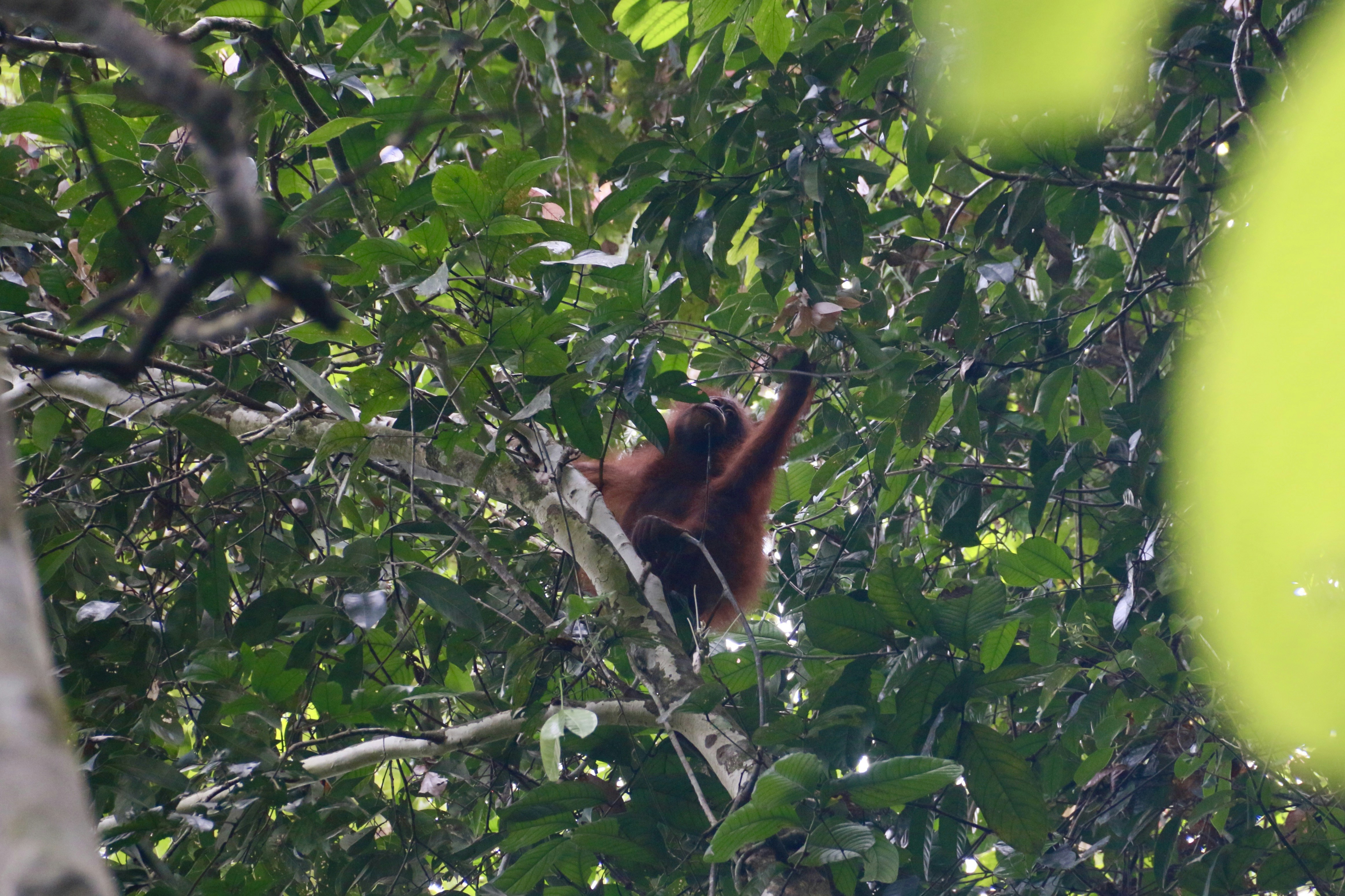 an oranguel hanging from a tree branch in a forest, 