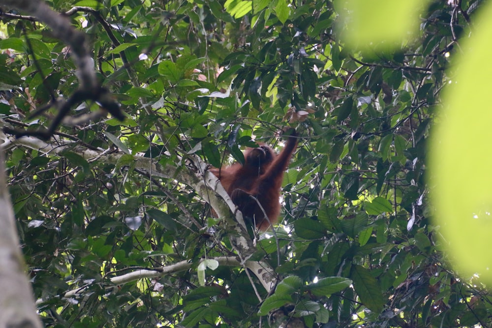 an oranguel hanging from a tree branch in a forest