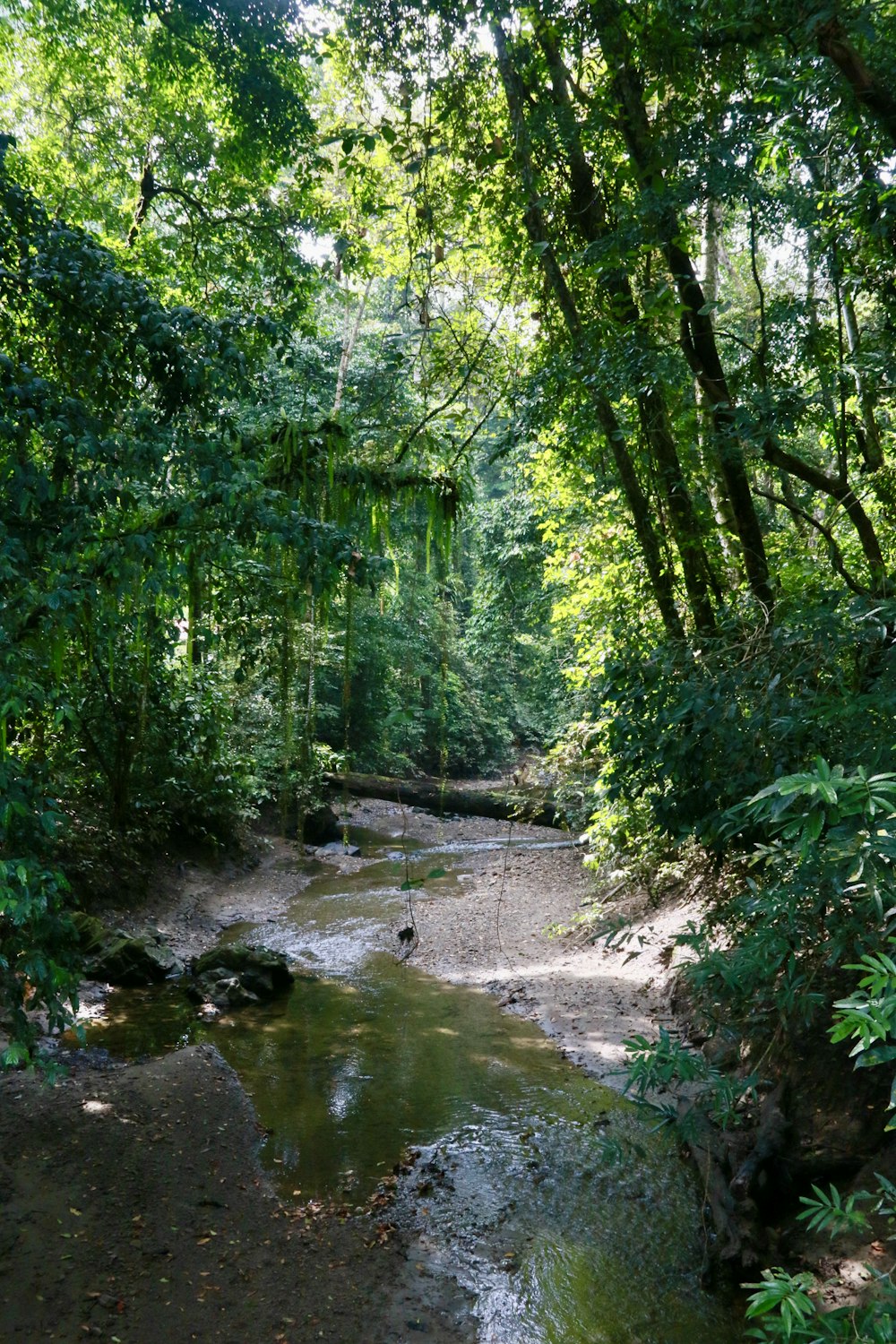 a stream running through a lush green forest