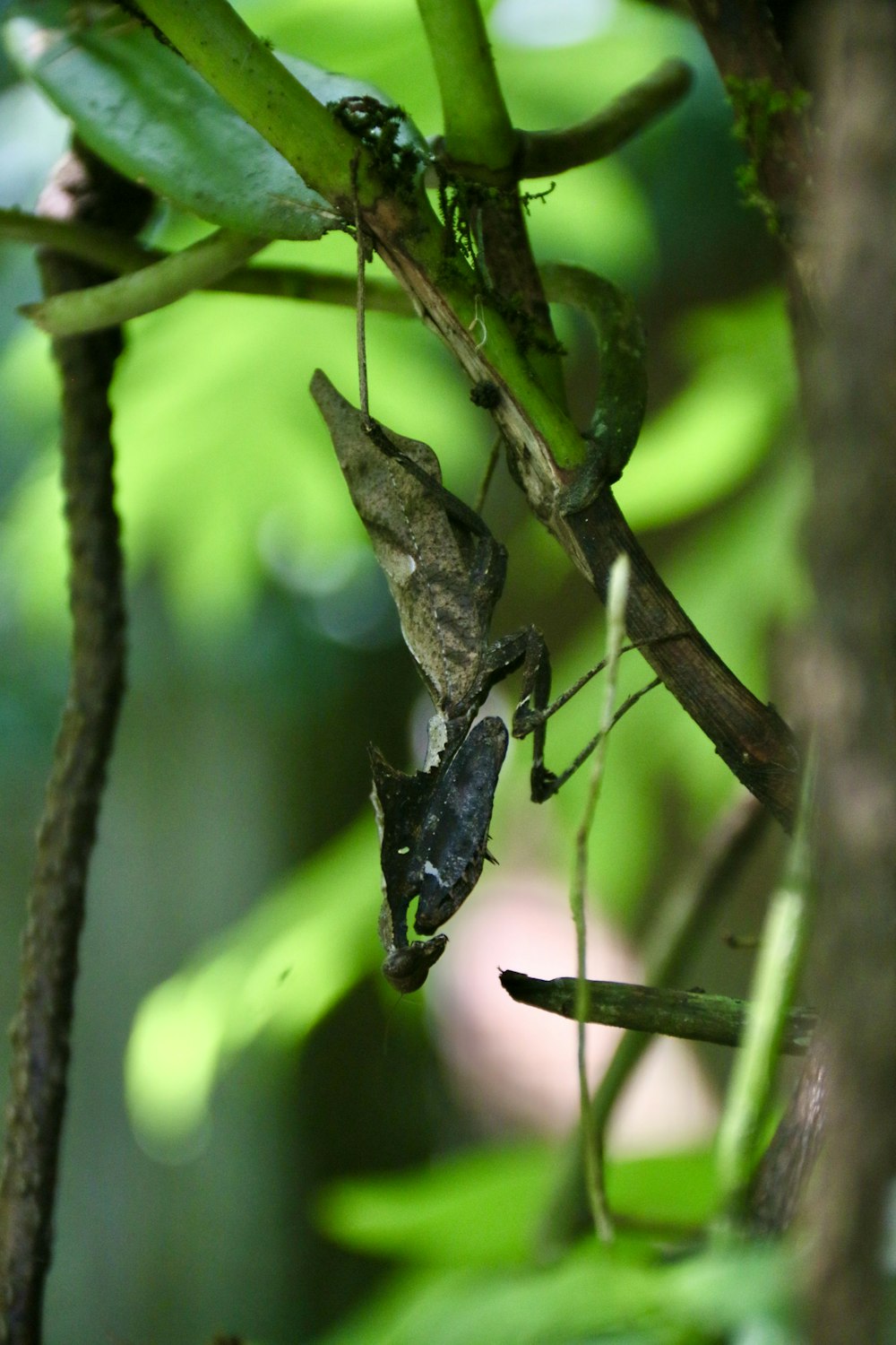 a couple of bugs hanging from a tree branch