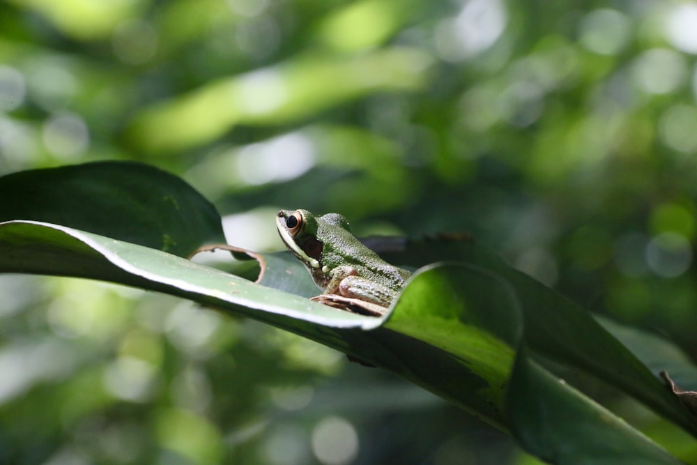 a frog is sitting on a leaf in the sun