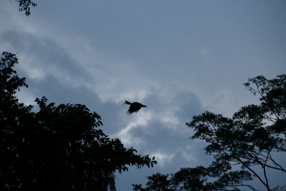 a large bird flying through a cloudy sky