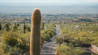 A large cactus stands prominently in the foreground, with a long, straight road disappearing into the distance. The landscape is lush with green vegetation, dotted with various cacti and desert plants. In the background, the city extends across a vast plain with a hazy horizon, creating a sense of vastness and openness.