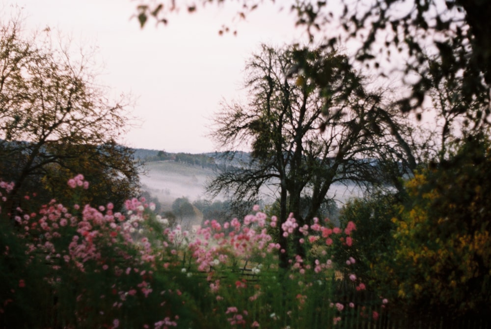 a field with flowers and trees in the background