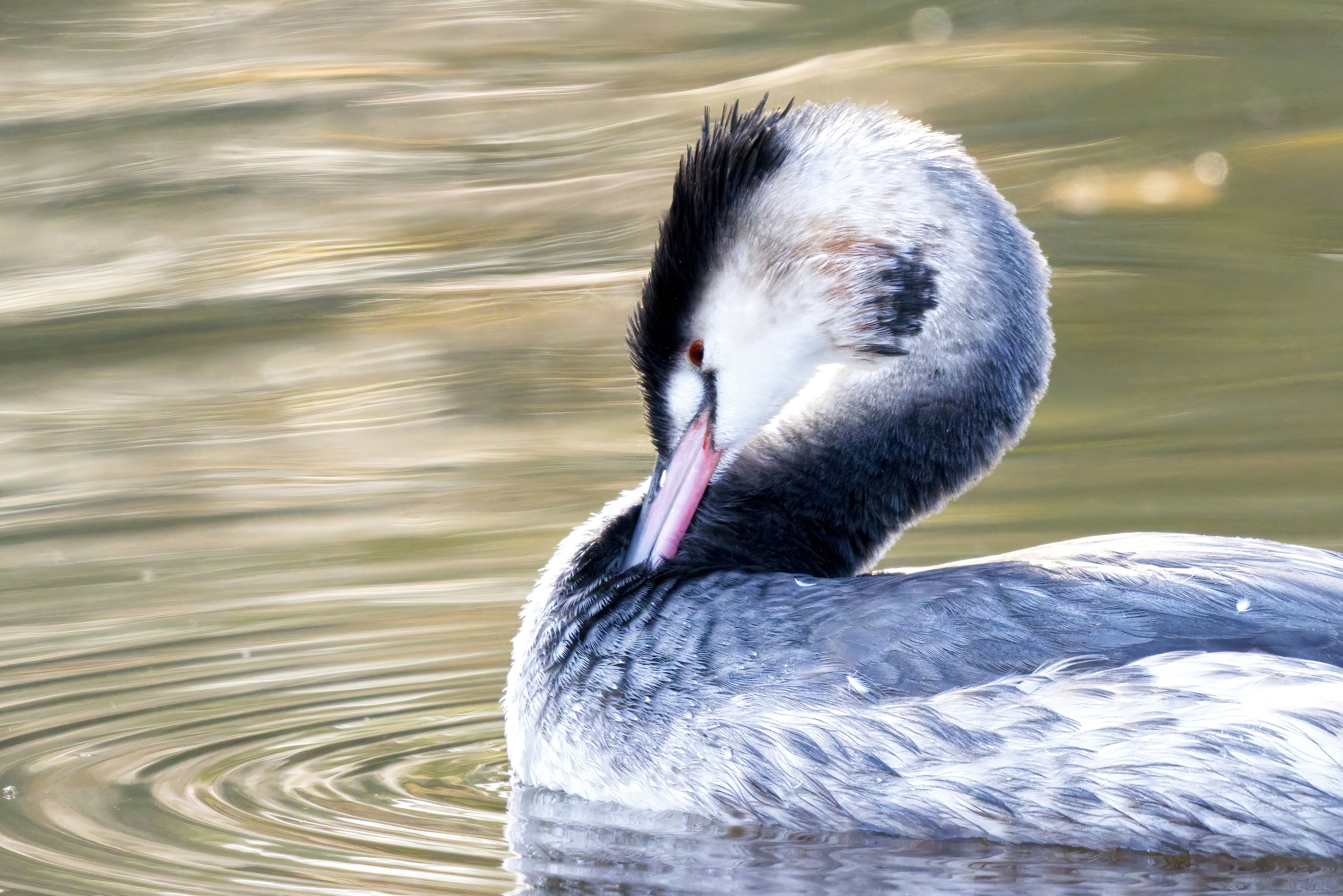 a close up of a bird in the water