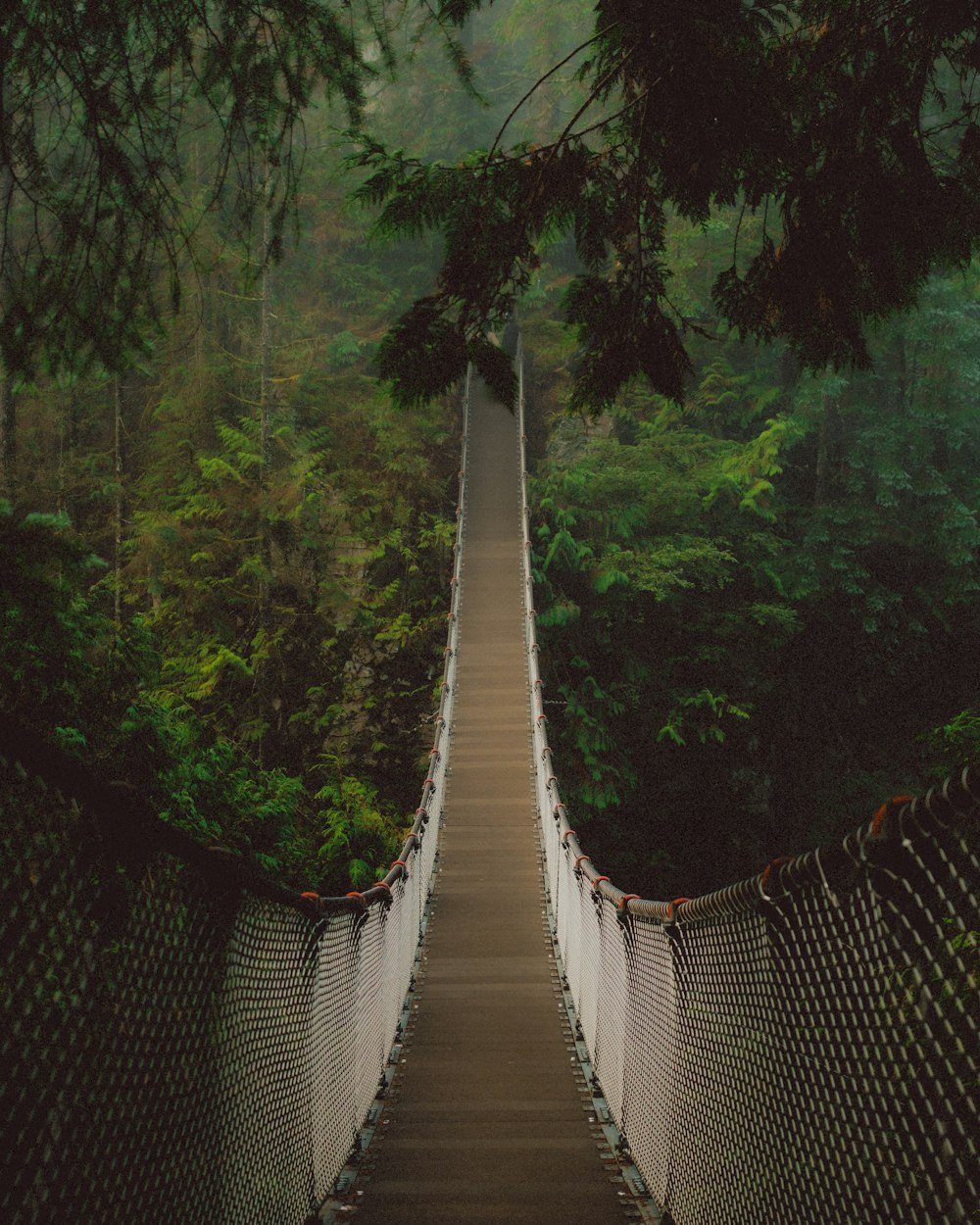 a long suspension bridge in the middle of a forest