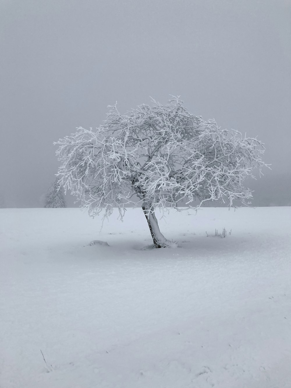 a lone tree in the middle of a snowy field