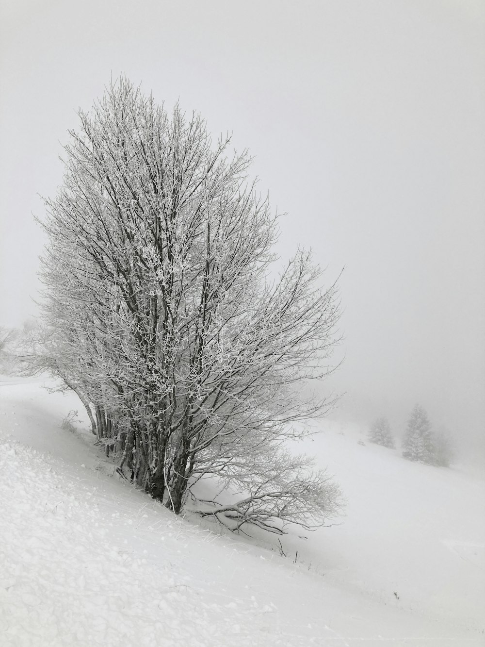 a lone tree in the middle of a snowy field