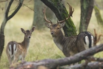 A mature stag with large antlers stands alongside a young doe in a dense forest setting. Surrounding them are trees covered in moss, and the ground is lush with green grass, creating a serene and natural atmosphere.