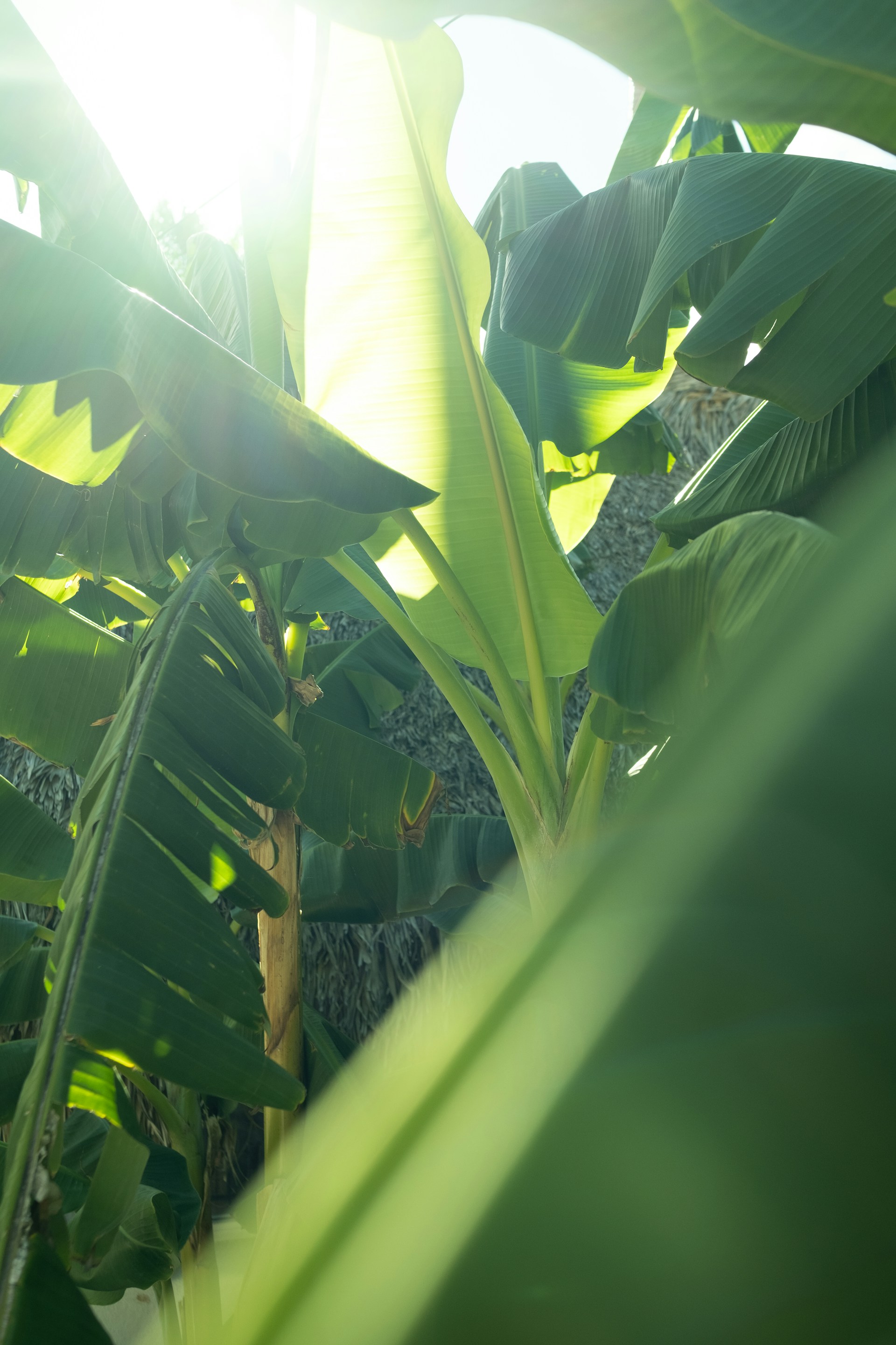 a banana tree with the sun shining through the leaves