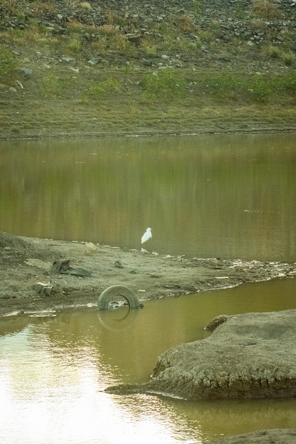 a bird is standing on the edge of a body of water