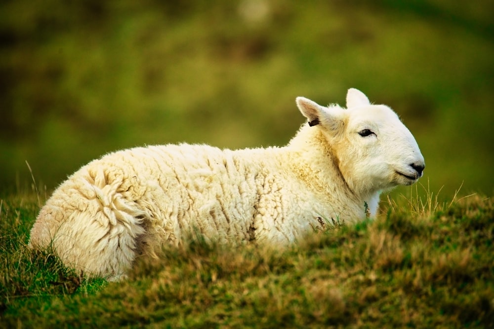 a white sheep laying on top of a lush green field