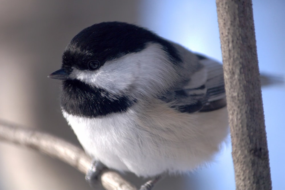 a black and white bird perched on a tree branch