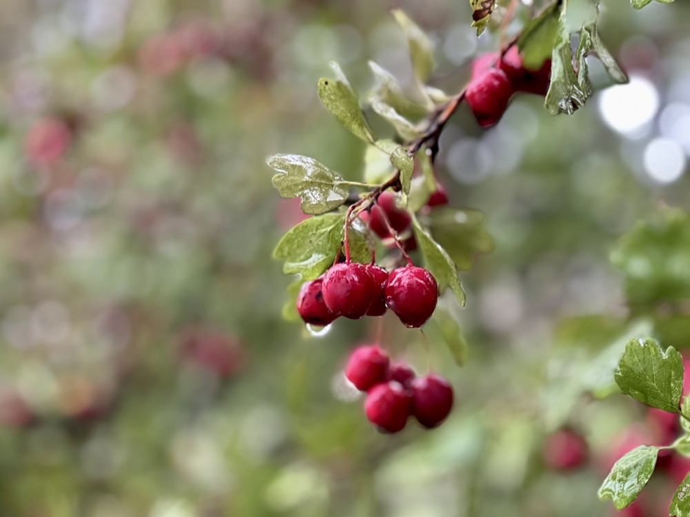berries hanging from a tree branch with leaves