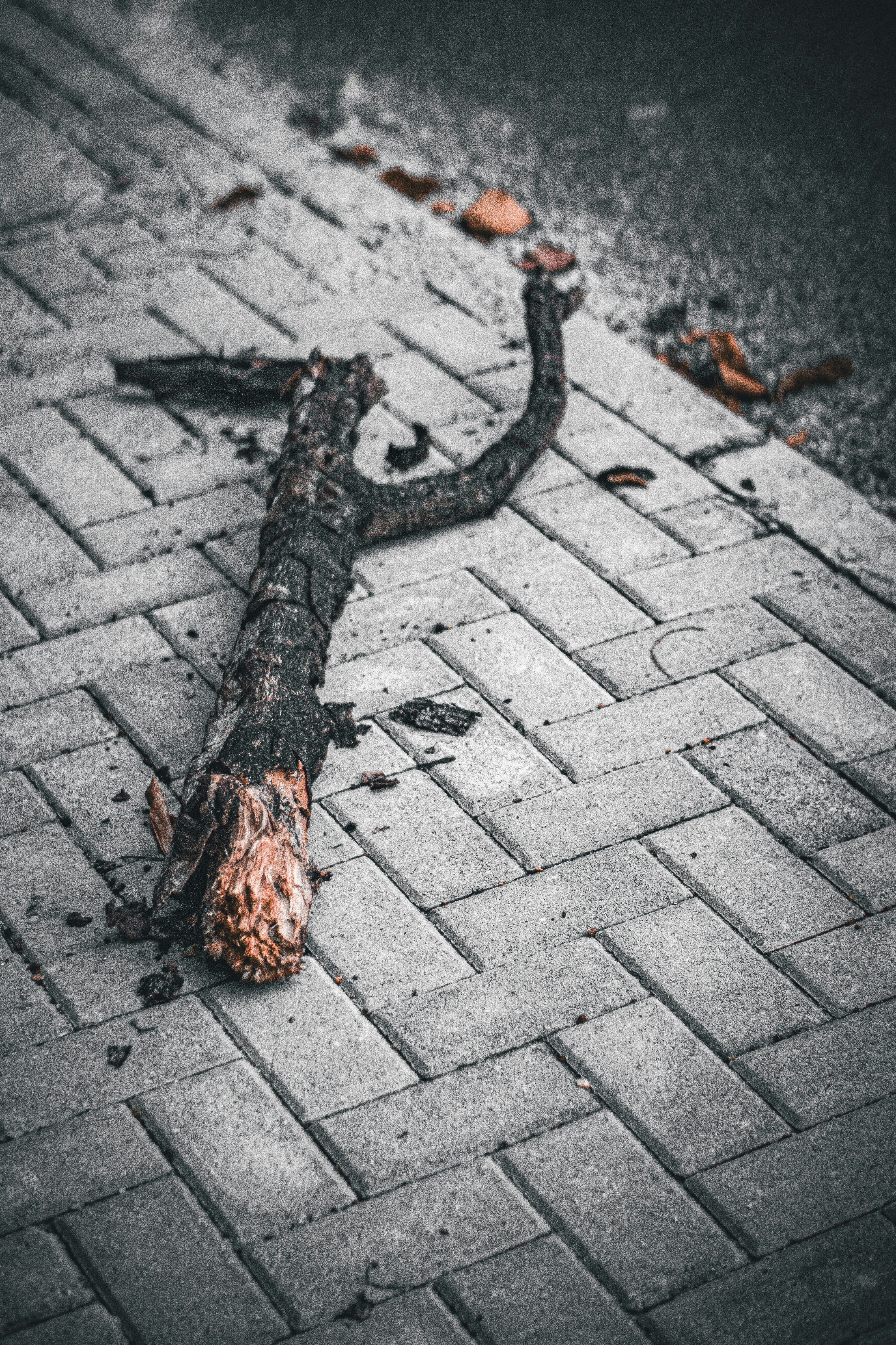 a tree that is laying on the ground