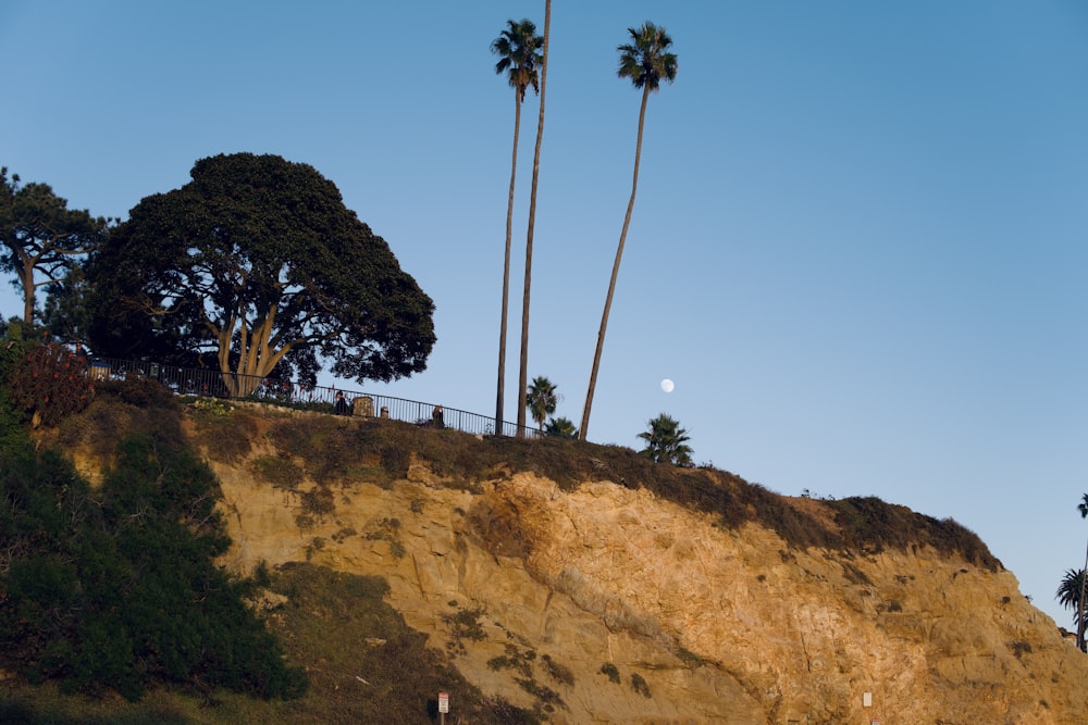 a hillside with palm trees and a half moon in the sky