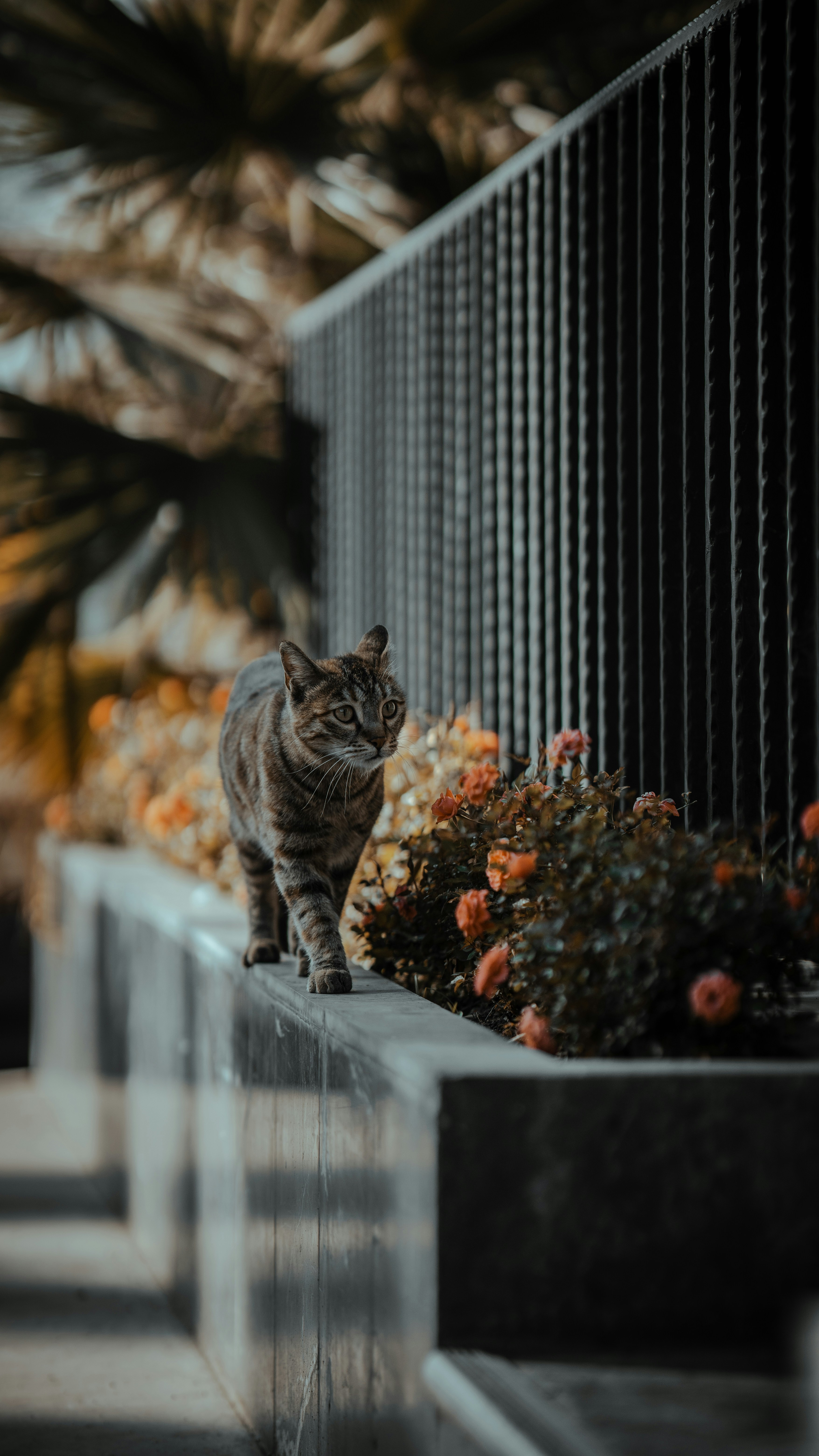 a cat standing on a ledge next to a plant