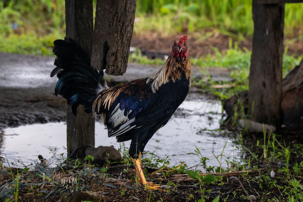 a rooster standing next to a puddle of water