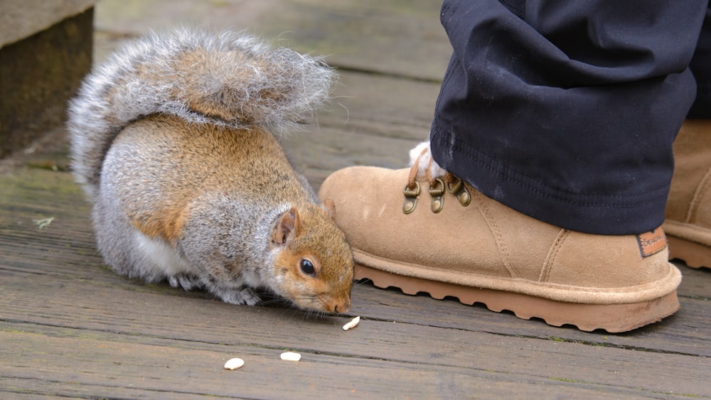 a squirrel eating food from a person's shoe