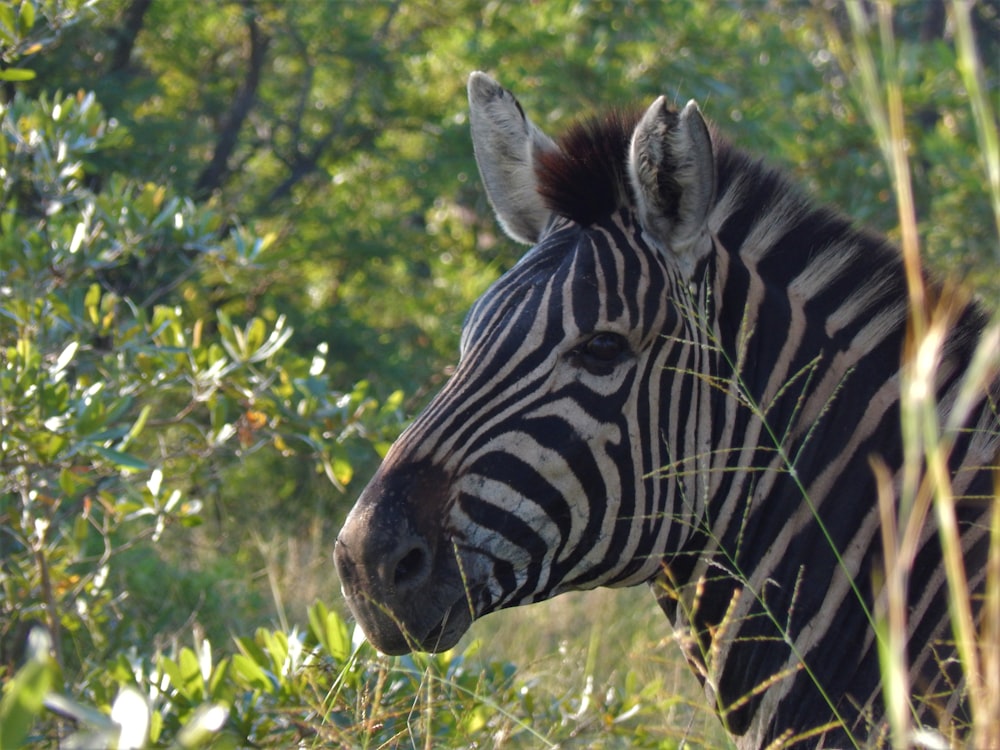 a close up of a zebra in a field of grass