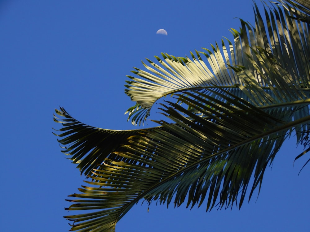 a half moon seen through the leaves of a palm tree