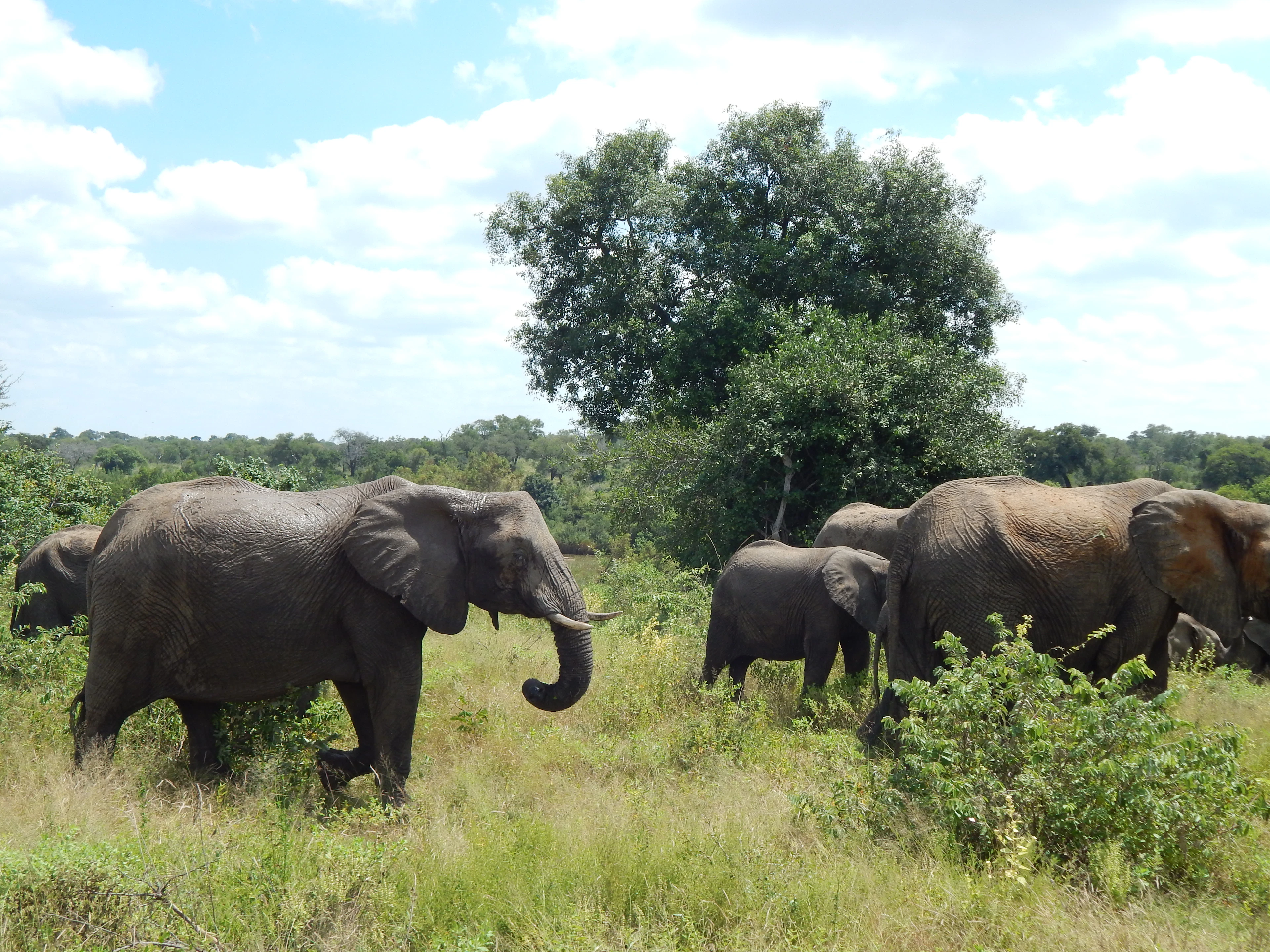 Herd of elephants crossing a green savanna