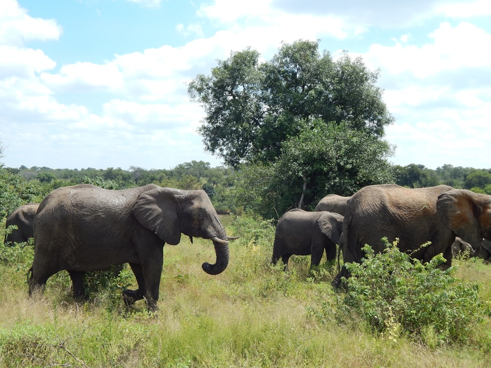 a herd of elephants walking across a lush green field