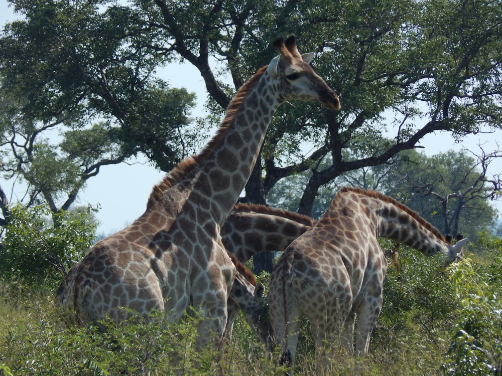 a couple of giraffe standing next to each other on a lush green field