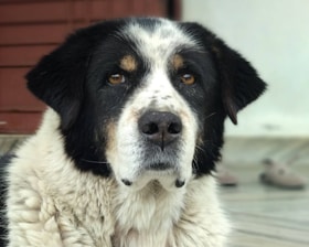 A large dog with a black and white coat looks directly at the viewer. Its eyes are brown and its face has distinctive markings. The fur is thick and appears soft. The background is slightly blurred, featuring hints of a wooden or panel backdrop.
