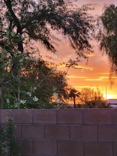 A vibrant sunset behind a row of freshly planted trees along a Karachi street.