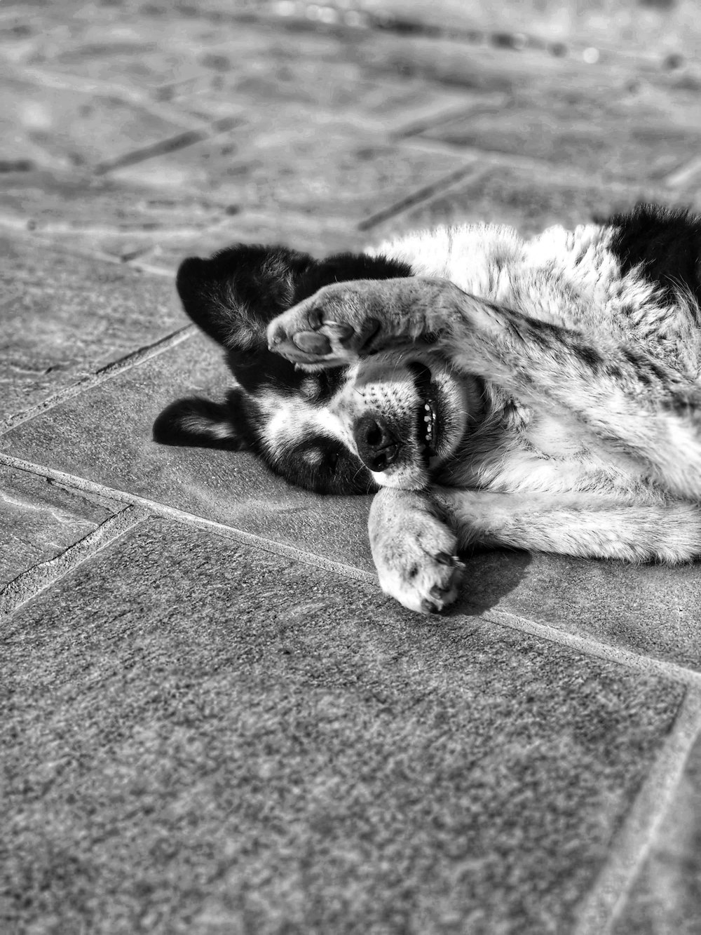 a black and white photo of a dog rolling around