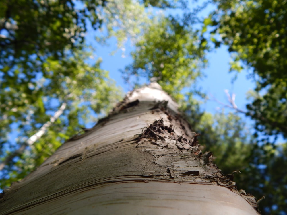 looking up at a tall tree in a forest