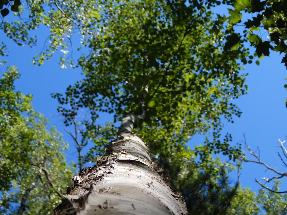 mirando hacia un árbol alto en un bosque