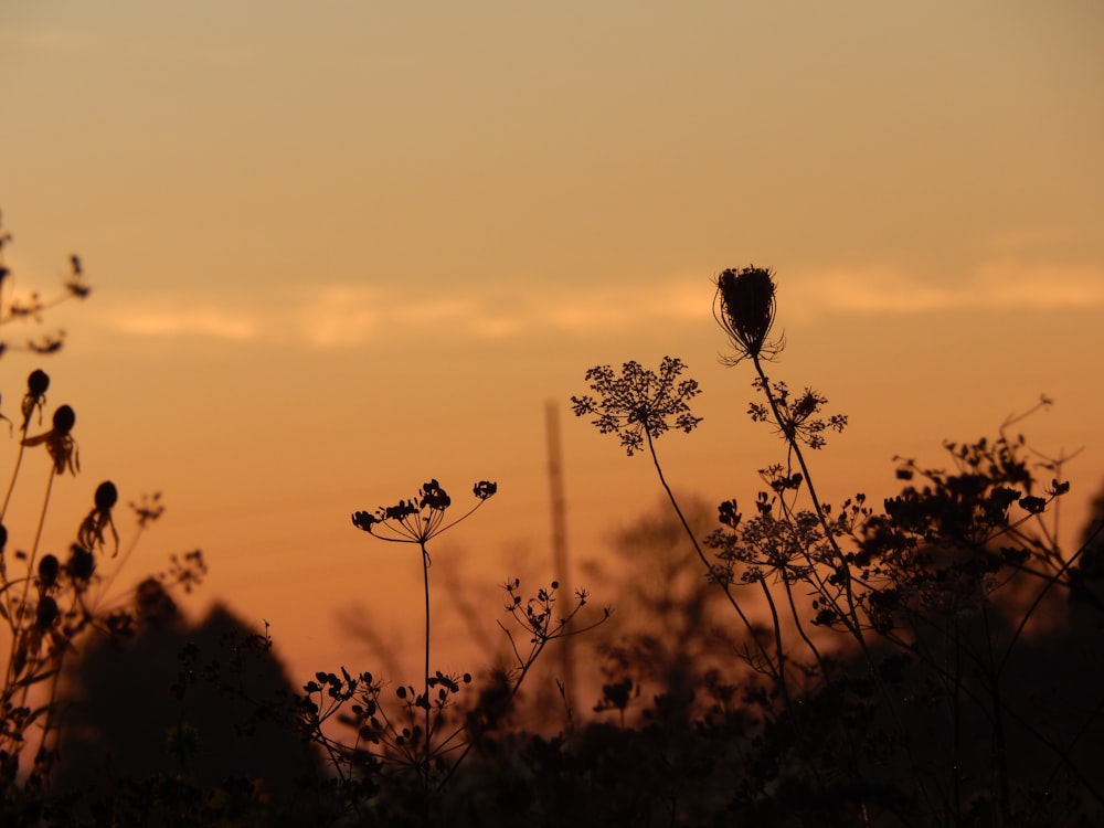 a silhouette of a plant with a sunset in the background