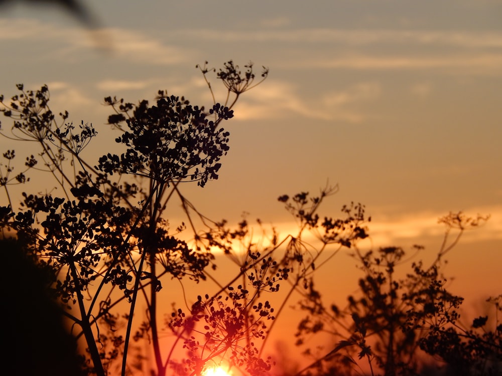 the sun is setting behind the tree branches