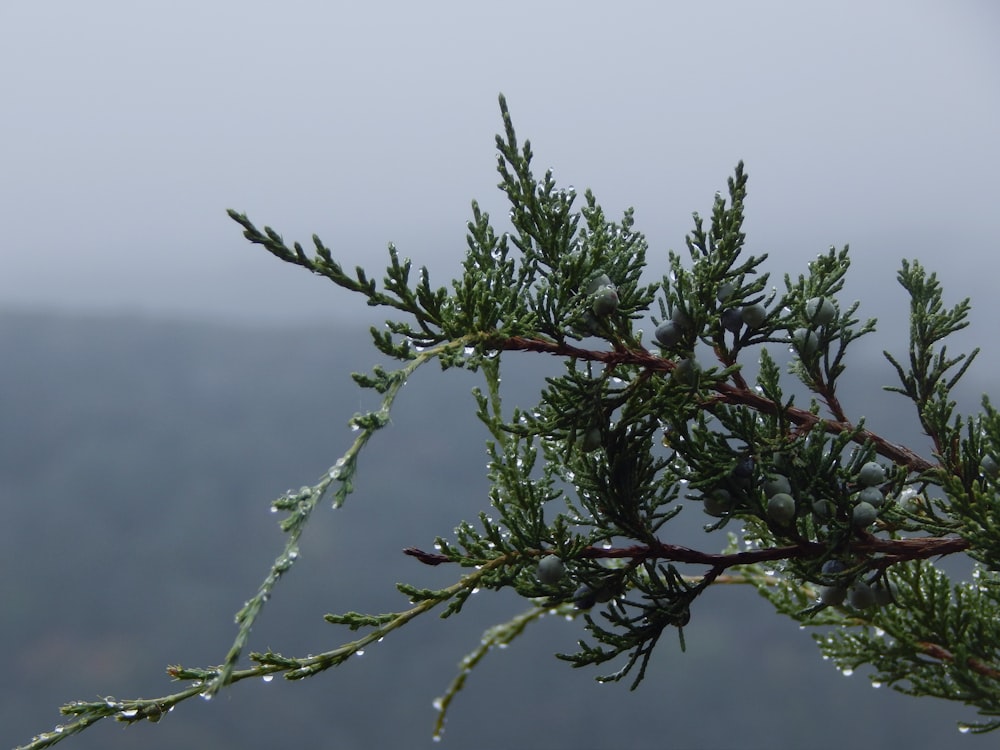 a branch of a tree with drops of water on it