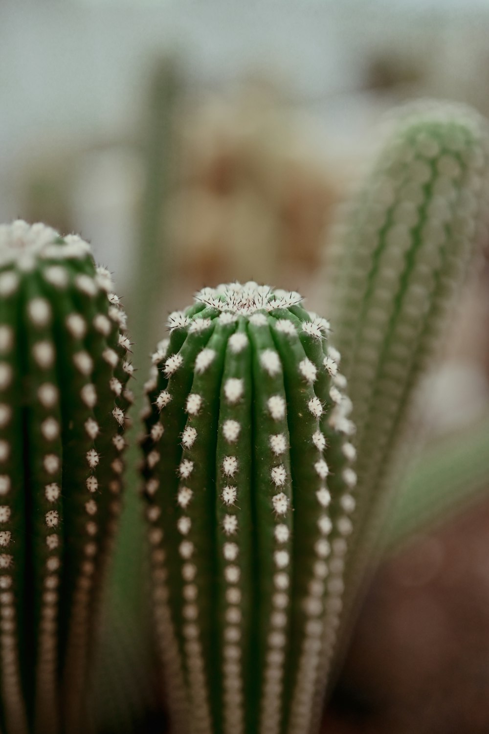 a close up of a green cactus with white dots