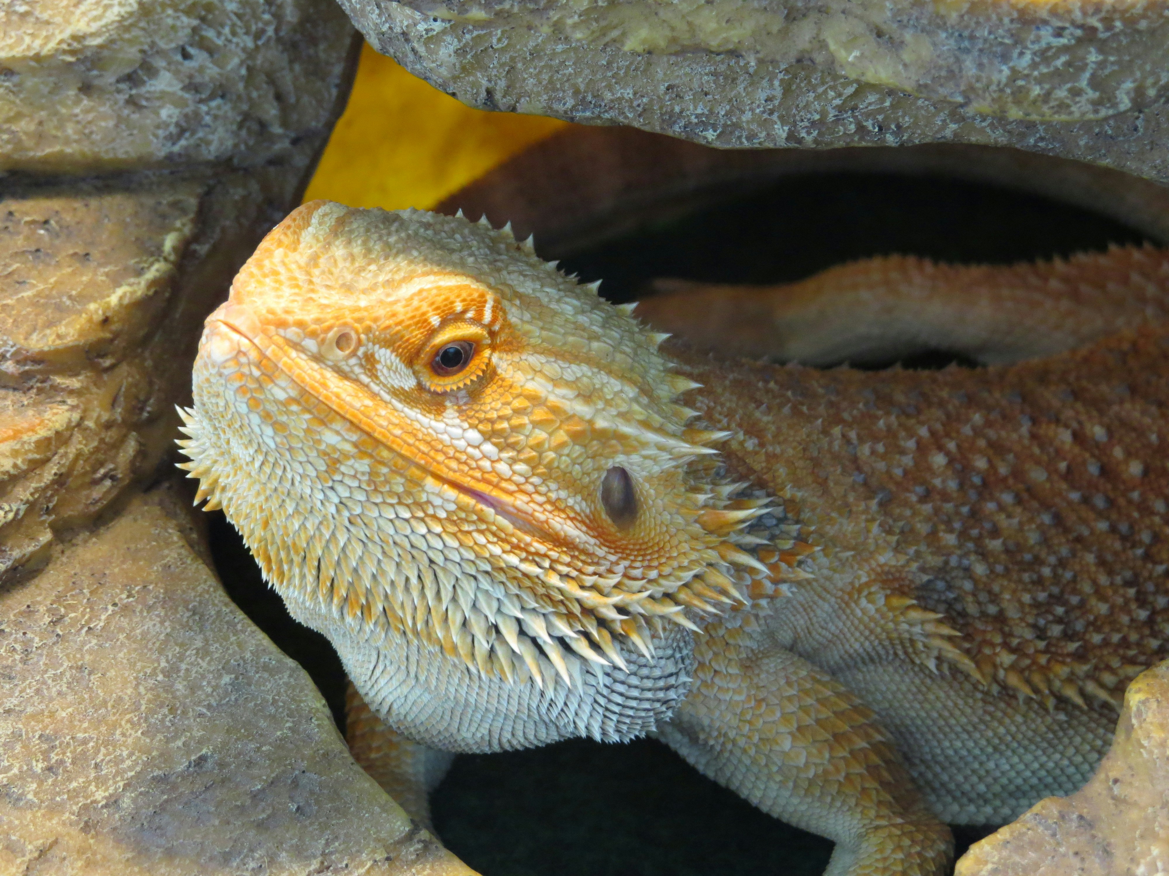 Bearded dragon