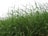 A dense field of tall green grass stretches vertically across the image, with thin blades reaching upward towards a cloudy sky. The grass is lush and appears to be well-watered, with some blades slightly darker than others, indicating healthy growth.