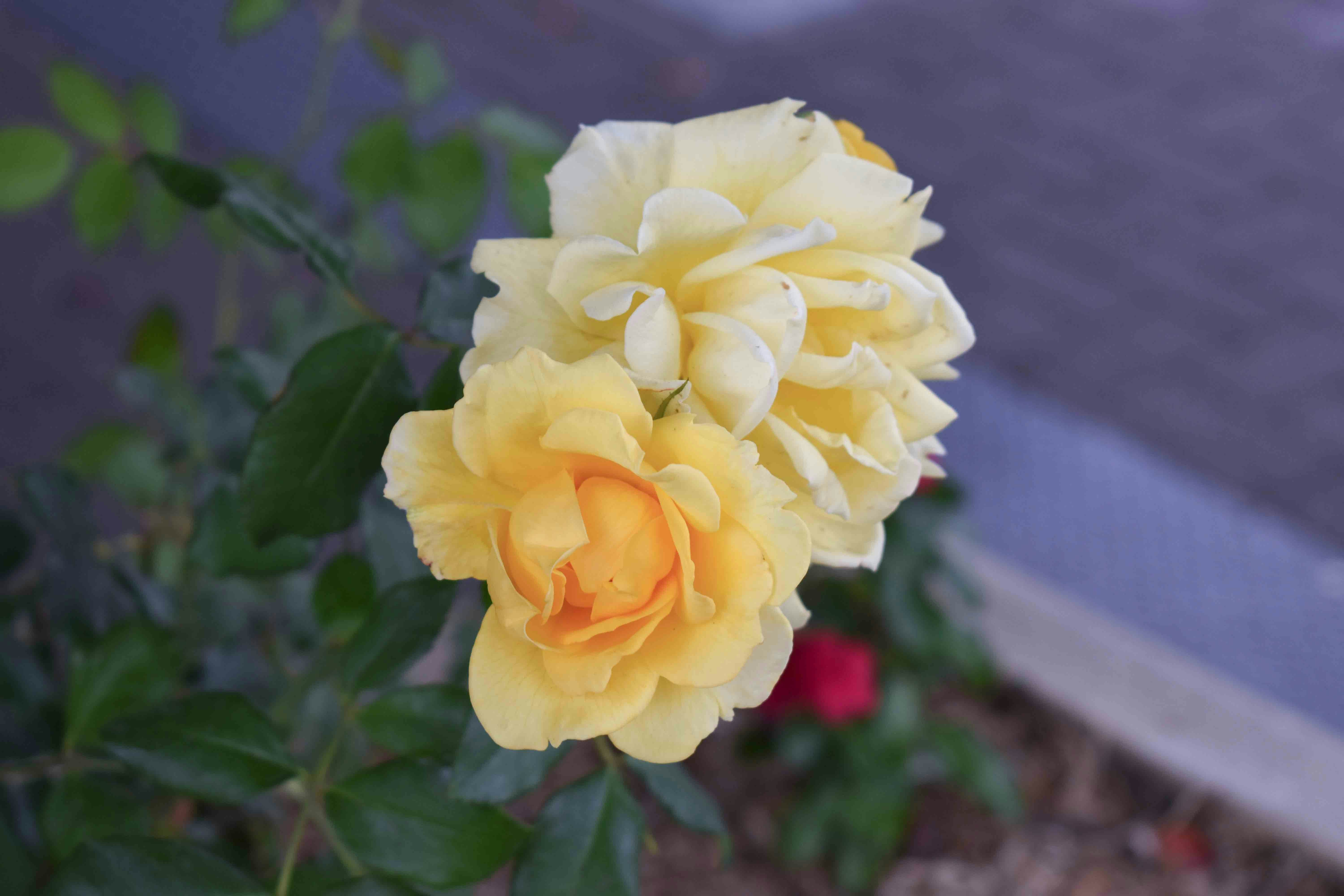 Photo by chayse_larsen