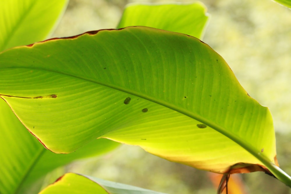 um close up de uma grande folha verde