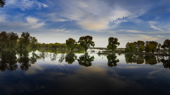 A calm and serene landscape features a reflective water body surrounded by trees. Flocks of birds are flying across a partly cloudy sky, creating a mirror-like reflection in the water. The scene captures the tranquility of nature with vivid details.