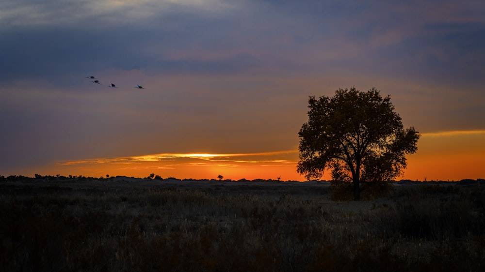 two birds flying over a field at sunset