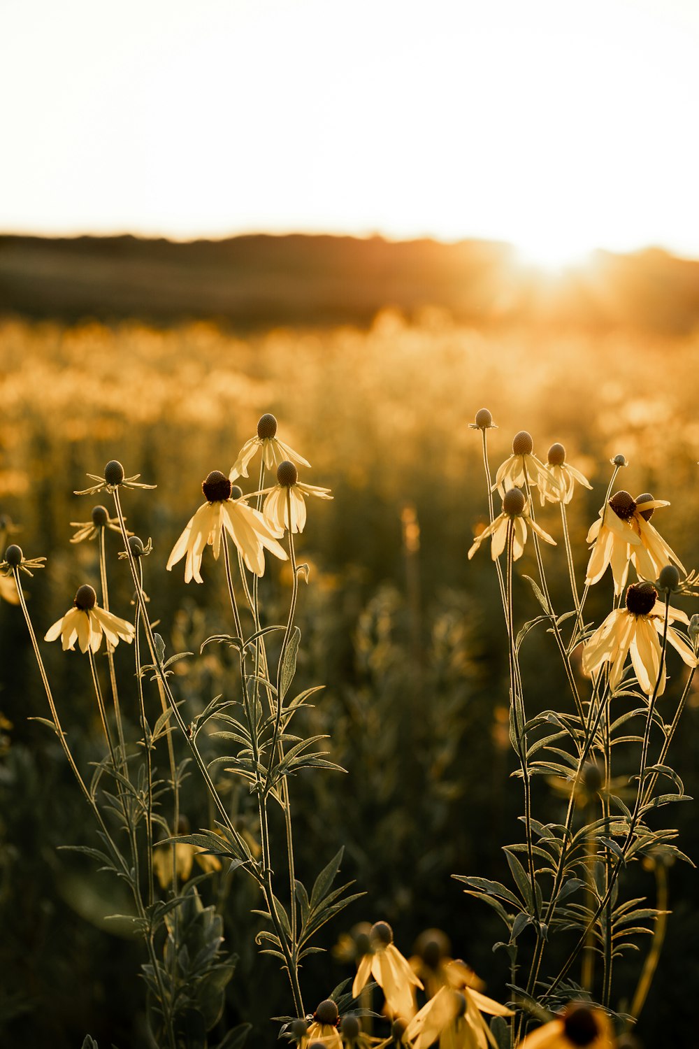 a field full of yellow flowers with the sun in the background